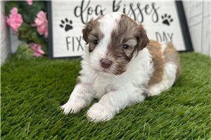 Ryder - Havanese for sale