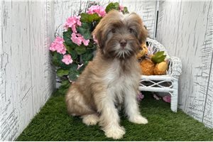 Kiki - Havanese for sale