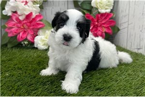 Ziggy - Havanese for sale