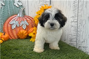 Hailey - Havanese for sale