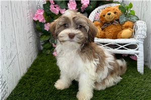 Forrest - Havanese for sale