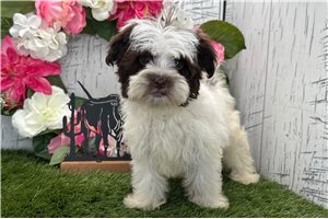 Dayla - Havanese for sale