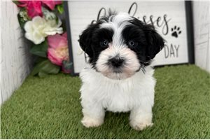 Nina - Havanese for sale