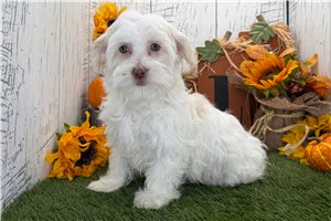 Abigail - puppy for sale