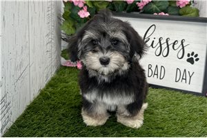Mack - Havanese for sale