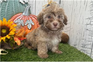 Anthony - Havanese for sale