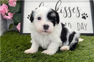 Adam - puppy for sale
