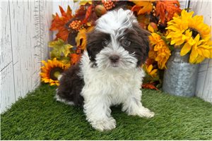 Rosalee - Havanese for sale