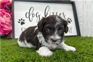 Kairo - Havanese for sale