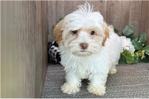 Bennie - puppy for sale