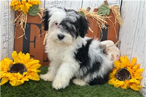 Adam - Havanese for sale