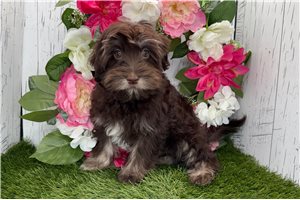 Titus - Havanese for sale