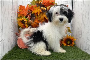 Adam - Havanese for sale