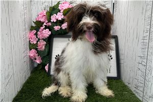 Ethan - Havanese for sale