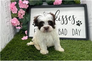 Dayla - Havanese for sale