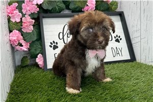 Stanley - Havanese for sale