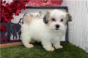 Lucas - puppy for sale
