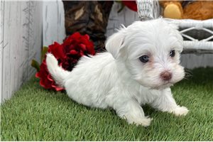 Octavia - Havanese for sale