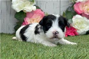 Herald - puppy for sale