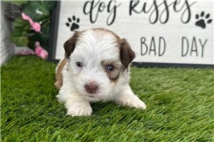 Hamish - puppy for sale