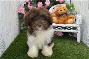 Christian - Havanese for sale