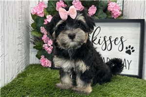 Annette - puppy for sale