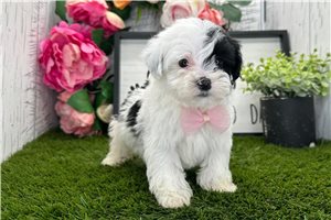 Victor - Havanese for sale