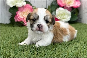 Herbie - Havanese for sale