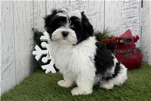 Sergio - Havanese for sale