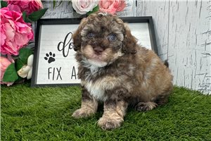 Henry - Havanese for sale