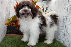 Kenna - Havanese for sale