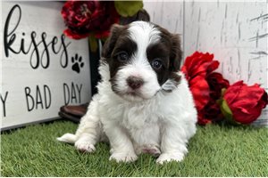 Penelope - Havanese for sale