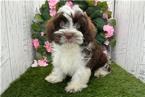 Delaney - Havanese for sale
