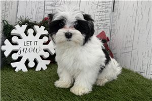 Shane - Havanese for sale