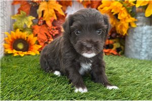Wally - Havanese for sale