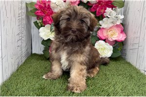 Legend - Havanese for sale