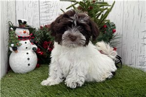 Ruth - puppy for sale