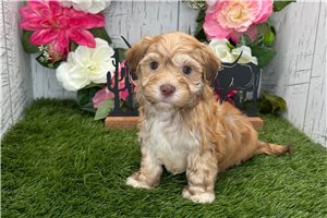 Hamilton - Havanese for sale