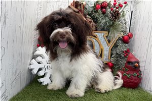 Giselle - puppy for sale