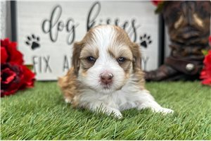 Lyra - puppy for sale