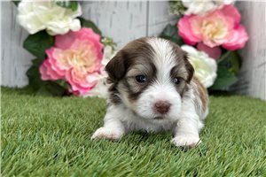 Kodiak - puppy for sale