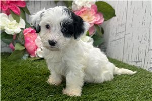 Valencia - puppy for sale