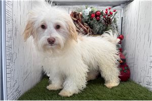 Giovanni - puppy for sale