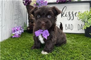 Gerardo - Havanese for sale
