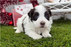 Zara - puppy for sale