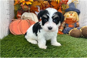 Edith - Havanese for sale