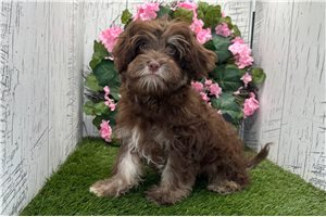 Cedar - Havanese for sale