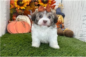 Fallon - Havanese for sale