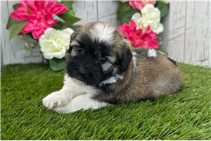 Sawyer - puppy for sale