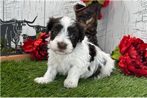 Tommy - Havanese for sale